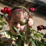 A little girl touching and feeling rose bush