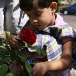 A little girl enjoying the rose flower in the school outdoors